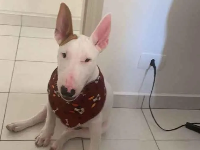 Cachorro ra a bullterrier idade 7 a 11 meses nome bullterrier