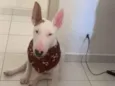 bullterrier