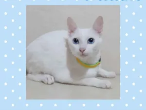Gato raça  idade 2 a 6 meses nome Pudim 