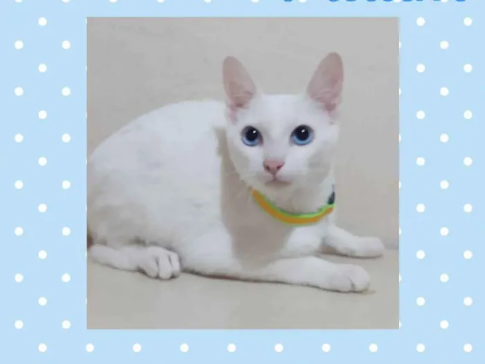 Gato raça  idade 2 a 6 meses nome Pudim 