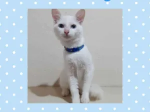 Gato raça  idade 2 a 6 meses nome Oreo