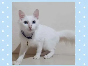 Gato raça  idade 2 a 6 meses nome Flocos 