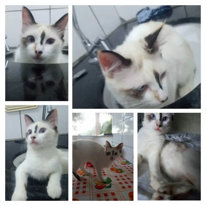 Gato ra a Não sei idade 1 ano nome Fifi