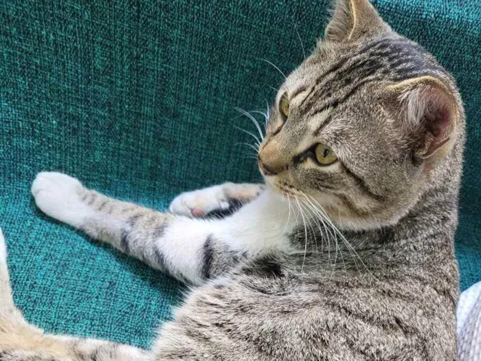 Gato ra a  idade 2 anos nome Jorjão