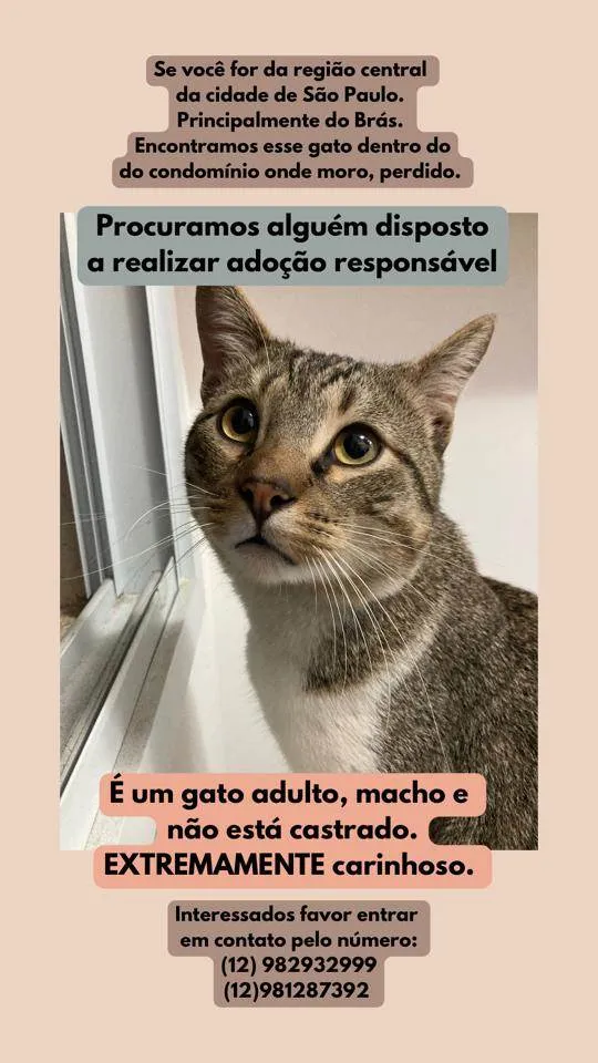 Gato ra a  idade 2 anos nome Jorjão