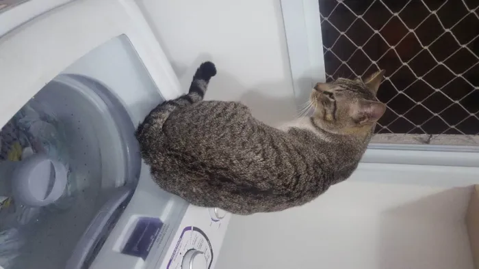 Gato ra a  idade 2 anos nome Jorjão