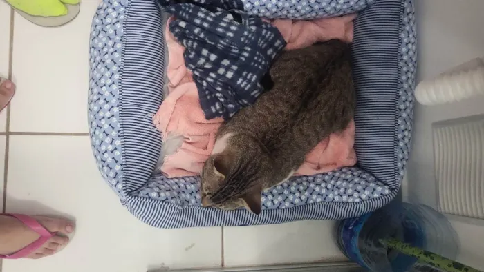 Gato ra a  idade 2 anos nome Jorjão