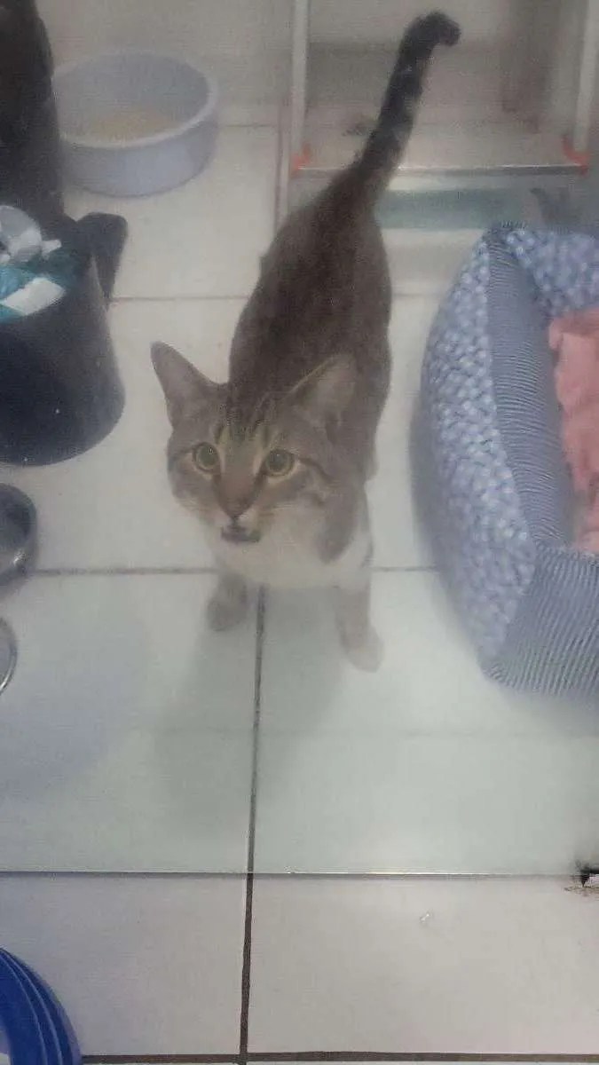 Gato ra a  idade 2 anos nome Jorjão