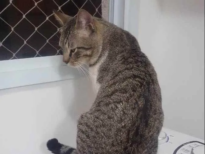 Gato ra a  idade 2 anos nome Jorjão