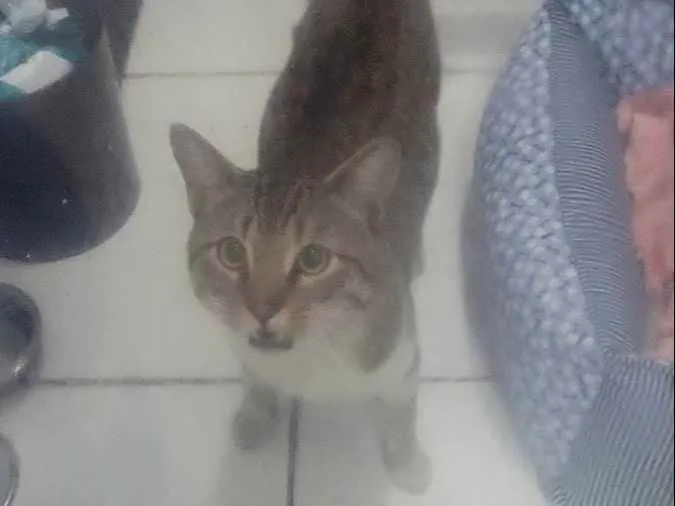 Gato ra a  idade 2 anos nome Jorjão