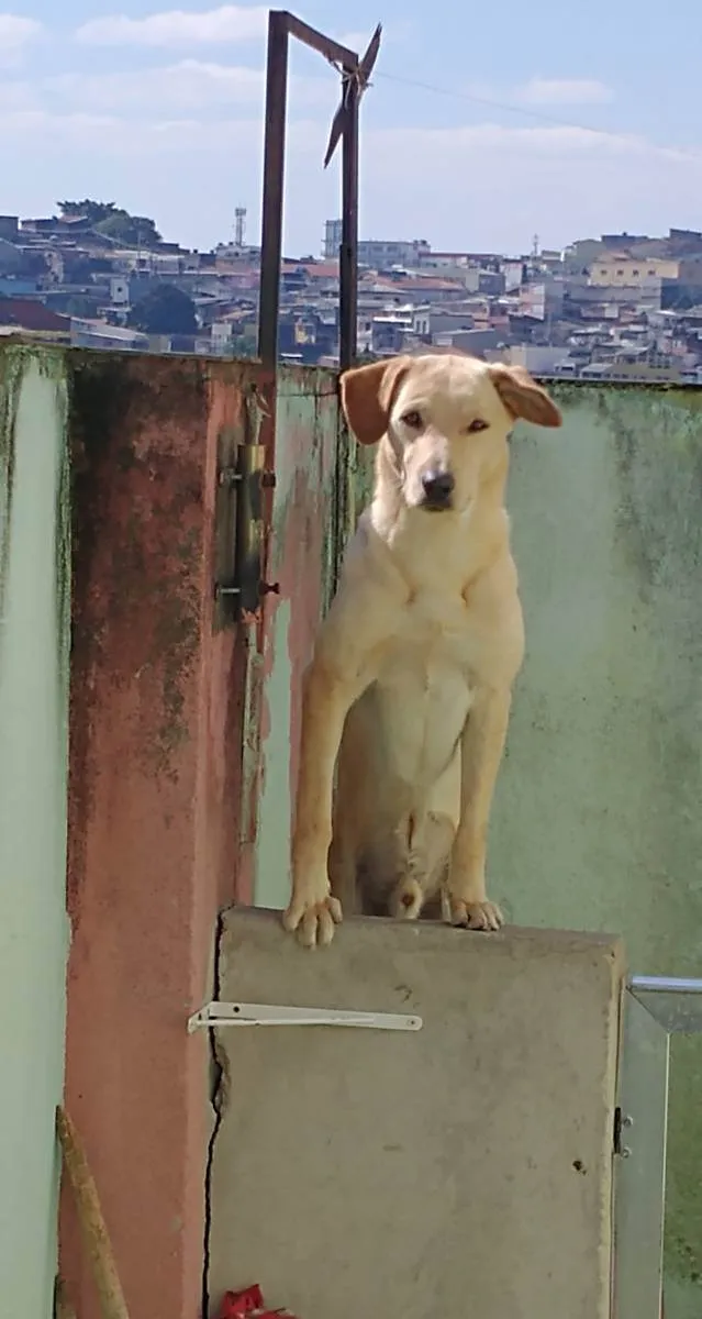 Cachorro ra a Vira lata idade 2 anos nome Billy