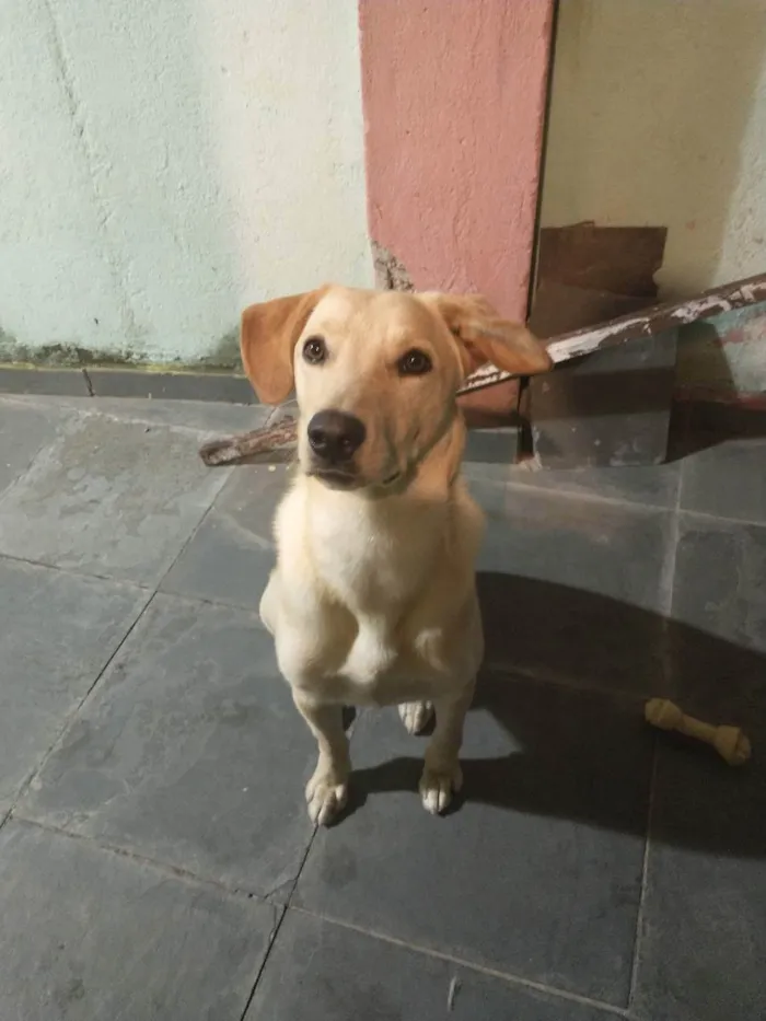 Cachorro ra a Vira lata idade 2 anos nome Billy