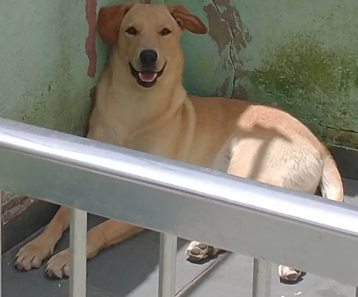 Cachorro ra a Vira lata idade 2 anos nome Billy