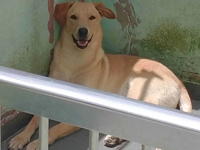 Cachorro ra a Vira lata idade 2 anos nome Billy