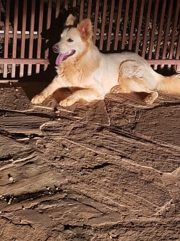 Cachorro ra a Pastor Belga idade 1 ano nome Desconhecida