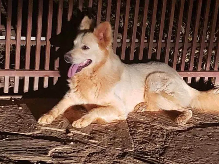 Cachorro ra a Pastor Belga idade 1 ano nome Desconhecida