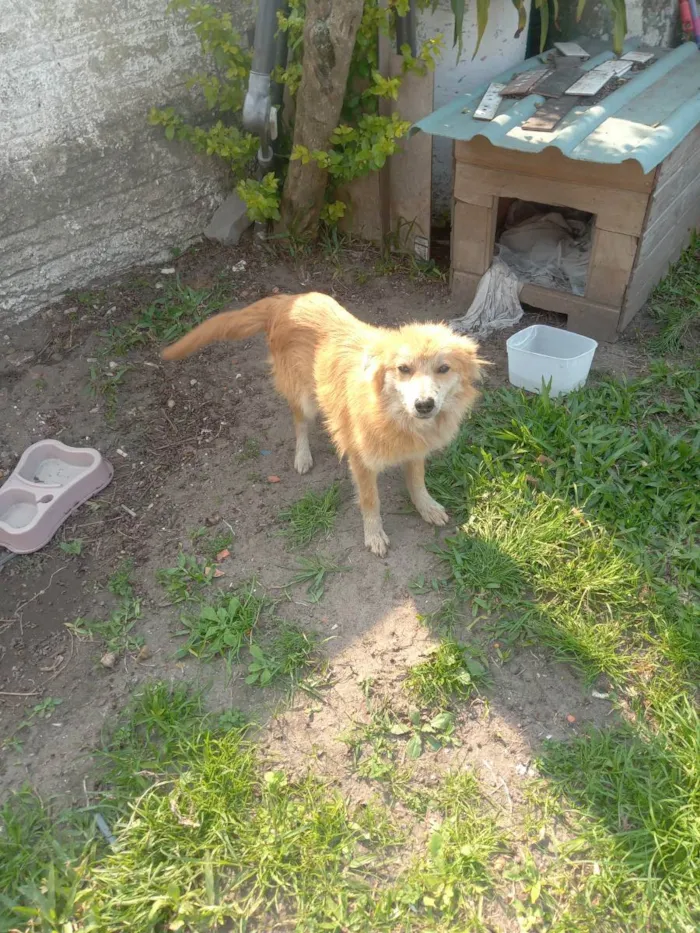 Cachorro ra a Xau xau com língua roxa idade 2 a 6 meses nome Mel