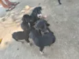Indefinidos 