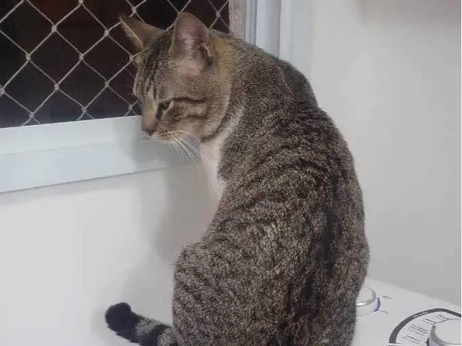 Gato ra a  idade 2 anos nome Jorjão