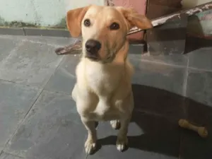 Cachorro raça Vira lata idade 2 anos nome Billy