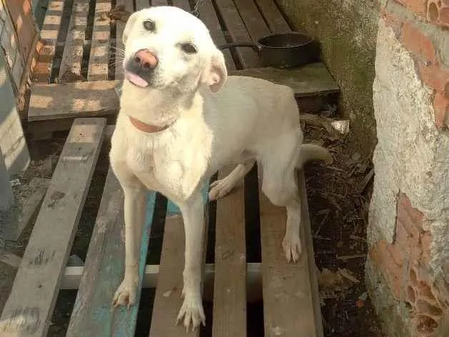 Cachorro ra a Vira-lata idade 7 a 11 meses nome Branquinho