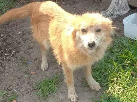 Cachorro ra a Xau xau com língua roxa idade 2 a 6 meses nome Mel