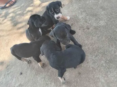 Cachorro raça Viralatas idade Abaixo de 2 meses nome Indefinidos 