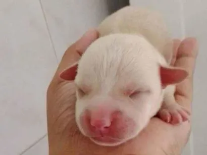 Cachorro raça Vira lata idade Abaixo de 2 meses nome ***