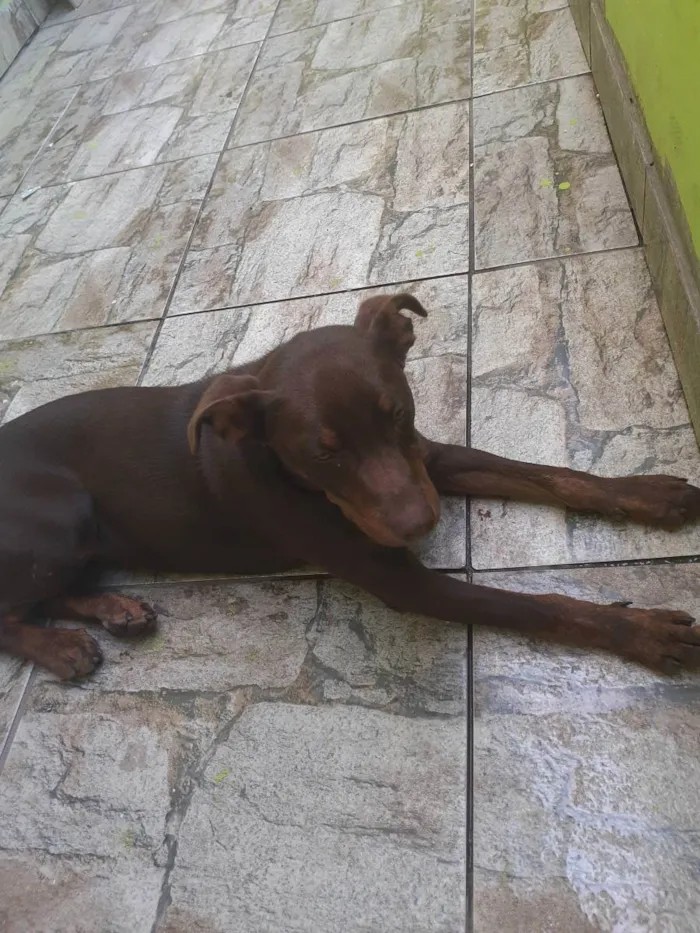 Cachorro ra a Pitibull com vira lata idade 2 a 6 meses nome Nina