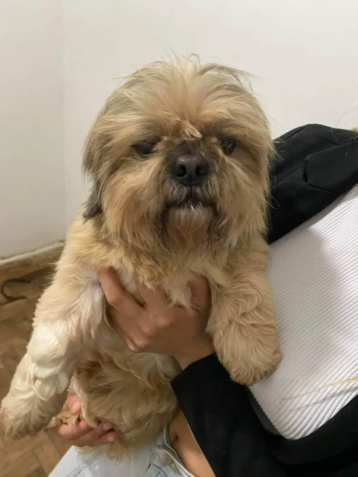 Cachorro ra a Lhasa Apso idade 4 anos nome Ricki