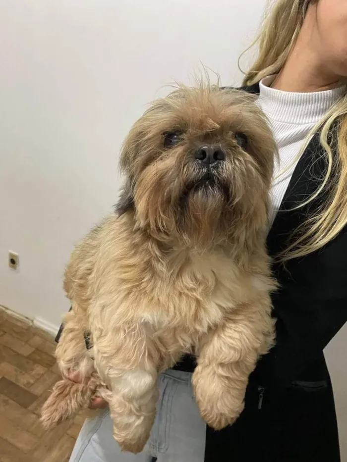 Cachorro ra a Lhasa Apso idade 4 anos nome Ricki