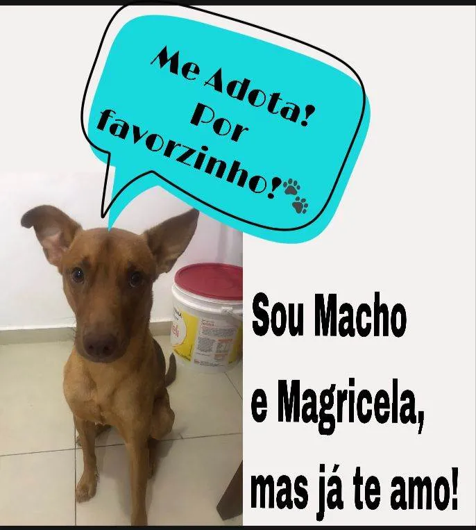 Cachorro ra a Caramelo idade 1 ano nome Pequeno