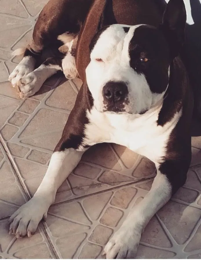 Cachorro ra a American stafordshire terrier idade 6 ou mais anos nome Bili