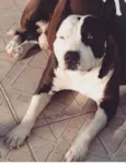 Bili