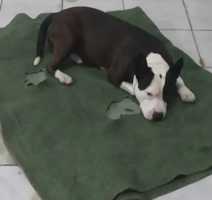 Cachorro ra a American stafordshire terrier idade 6 ou mais anos nome Bili