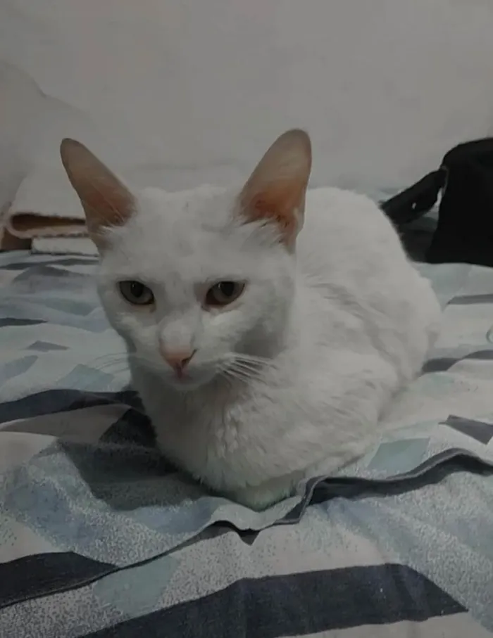 Gato raça Srd idade 7 a 11 meses nome Belle