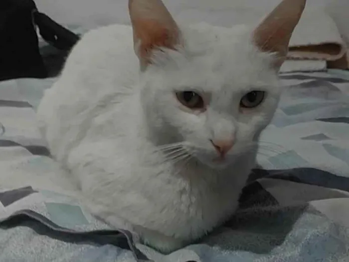 Gato raça Srd idade 7 a 11 meses nome Belle