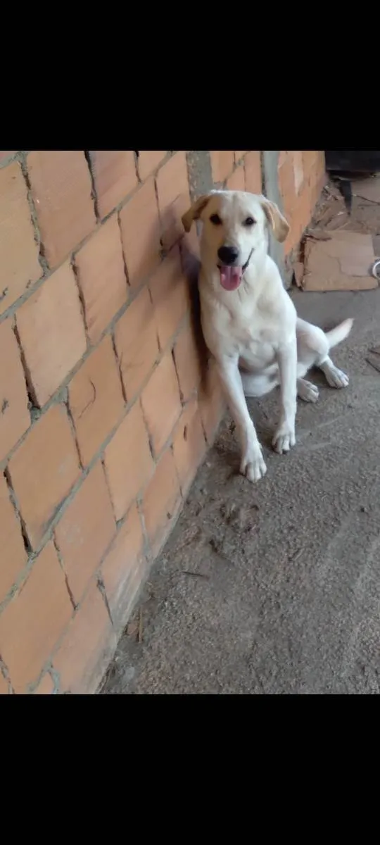 Cachorro ra a Misturado idade 2 anos nome Ricco