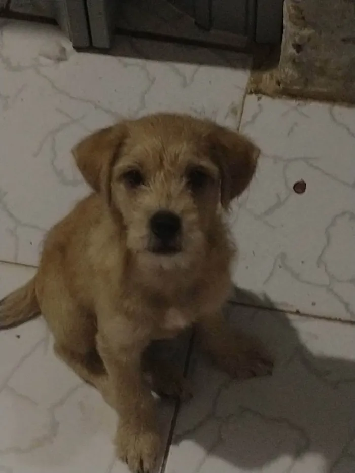 Cachorro ra a Pincher com poodle  idade 2 a 6 meses nome Billy