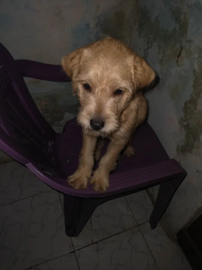 Cachorro ra a Pincher com poodle  idade 2 a 6 meses nome Billy