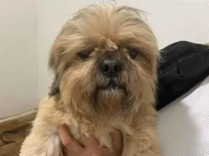 Cachorro raça Lhasa Apso idade 4 anos nome Ricki