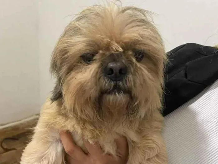 Cachorro ra a Lhasa Apso idade 4 anos nome Ricki