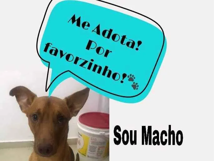 Cachorro ra a Caramelo idade 1 ano nome Pequeno