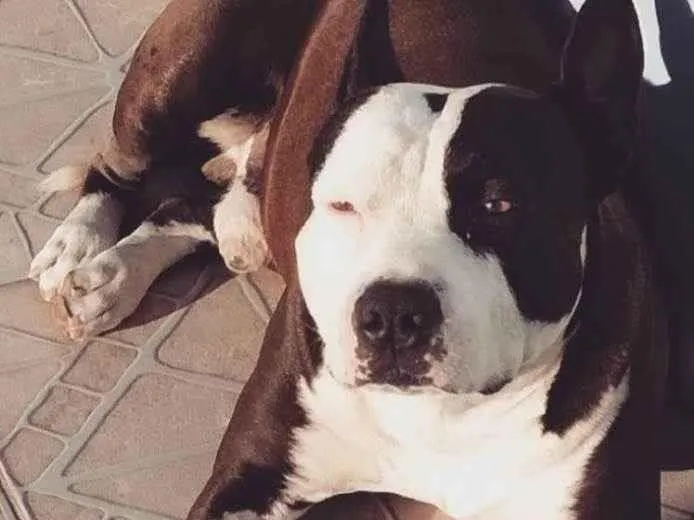 Cachorro ra a American stafordshire terrier idade 6 ou mais anos nome Bili