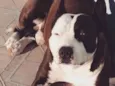 Bili