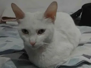 Gato raça Srd idade 7 a 11 meses nome Belle