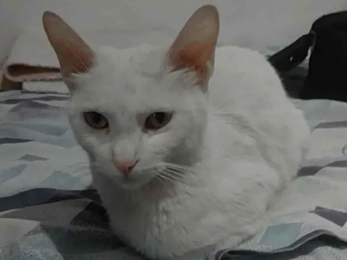 Gato raça Srd idade 7 a 11 meses nome Belle