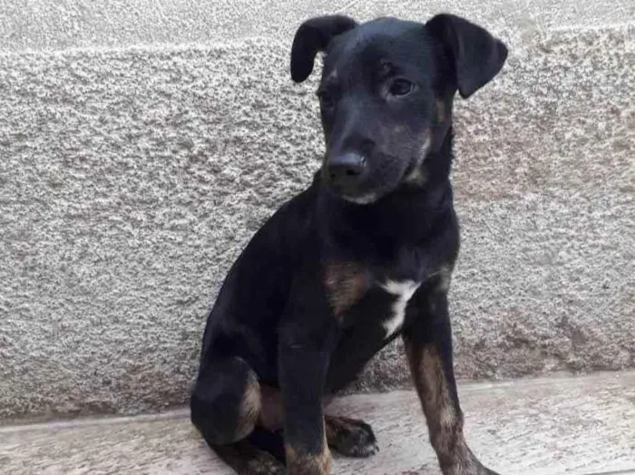 Cachorro ra a Srf idade 2 a 6 meses nome  Jolie