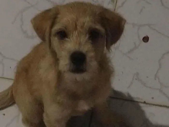 Cachorro ra a Pincher com poodle  idade 2 a 6 meses nome Billy
