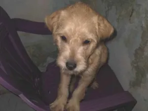 Cachorro raça Pincher com poodle  idade 2 a 6 meses nome Billy